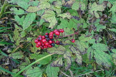 Actaea erythrocarpa