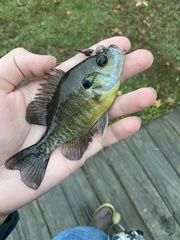 Lepomis macrochirus × cyanellus