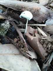 Cystolepiota seminuda