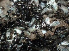 Crematogaster liengmei weitzeckeri