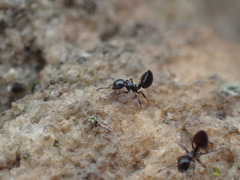 Crematogaster liengmei weitzeckeri