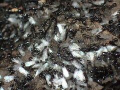 Crematogaster liengmei weitzeckeri