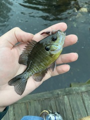 Lepomis macrochirus × cyanellus