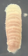 Neogoniolithon spectabile