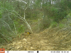 Turdus olivaceus