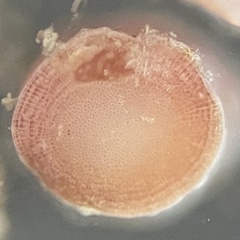 Neogoniolithon spectabile