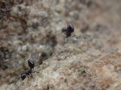 Crematogaster liengmei weitzeckeri