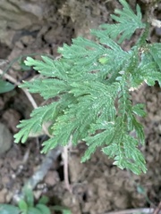 Selaginella moellendorffii