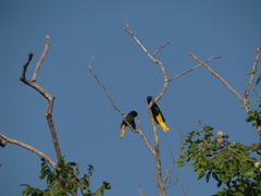 Cassiculus melanicterus