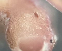 Neogoniolithon spectabile