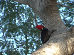 Campephilus guatemalensis