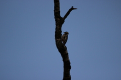 Dendrocopos major