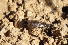 Lasioglossum marginatum