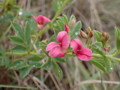 Indigofera hilaris