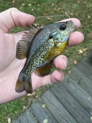 Lepomis gibbosus × macrochirus