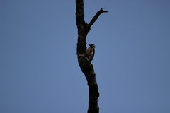 Dendrocopos major