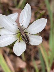 Tettigidea lateralis