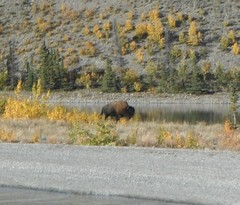 Bison bison athabascae
