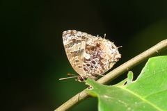 Arhopala abseus