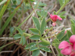 Indigofera hilaris