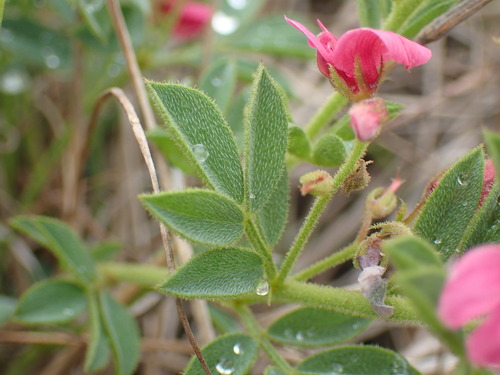 Image of Indigofera rubroglandulosa by (c) Mahomed Desai, some rights reserved (CC BY)