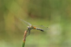 Trithemis pallidinervis