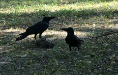 Corvus macrorhynchos levaillantii