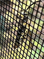 Vespula maculifrons