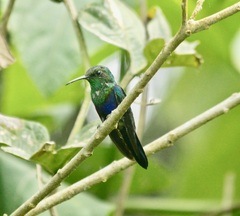 Thalurania