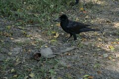 Corvus macrorhynchos levaillantii