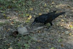 Corvus macrorhynchos levaillantii