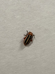 Disonycha glabrata