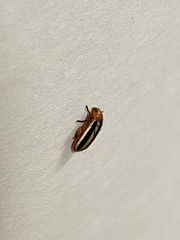 Disonycha glabrata