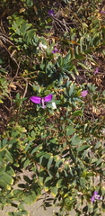 Polygala × dalmaisiana