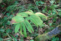 Polygonatum