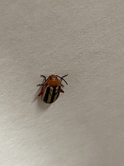 Disonycha glabrata
