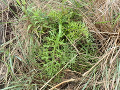 Senecio rhyncholaenus