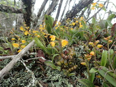 Polystachya pubescens