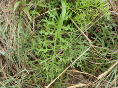 Senecio rhyncholaenus