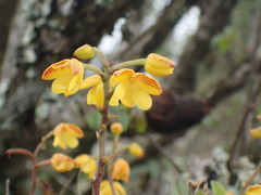 Polystachya pubescens