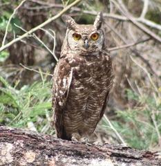 Bubo africanus