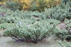 Juniperus communis hemisphaerica