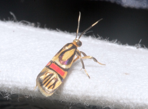 Nodozana boudinoti