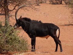 Hippotragus niger niger