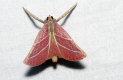 Pachypodistes goeldii