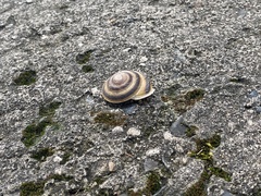Caracolus marginella