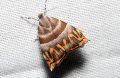 Ornarantia ophiodesma