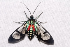Poecilosoma eone