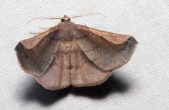 Sphacelodes quadrilineata