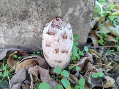 Coprinus comatus